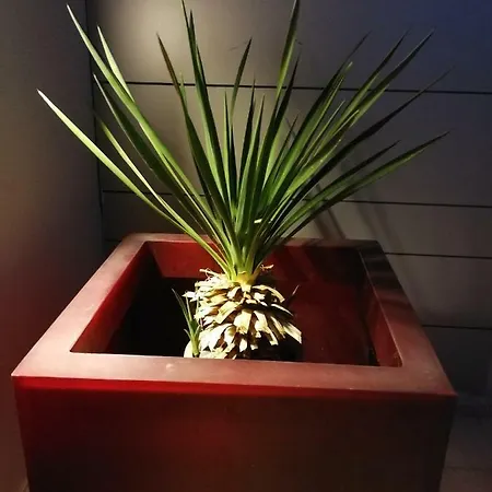 Casa Euphorbia